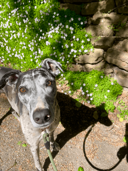 Two brown dogs