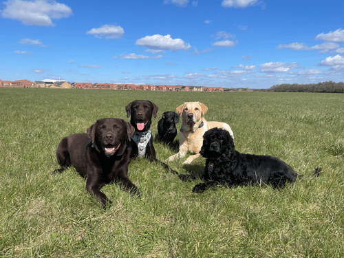 Two happy looking dogs